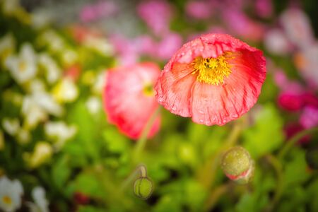 Red poppies against a blurred backgroundの写真素材