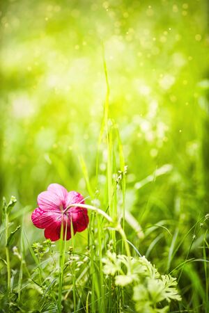 A single red poppy blossom in the middle of a meadow の写真素材