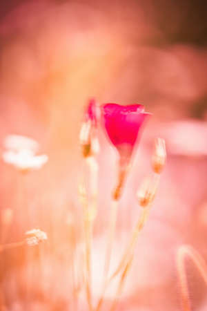 A red wildflower swaying in the light summer wind, hence the motion blurの写真素材