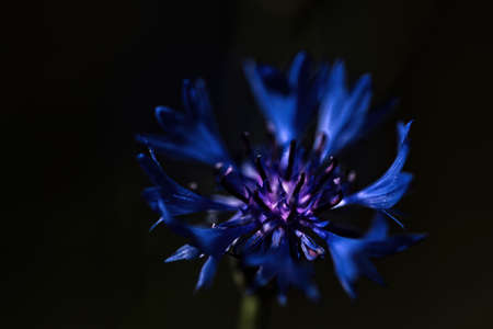 A single cornflower against a dark backgroundの写真素材