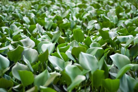 Meadow of Green Leavesの写真素材