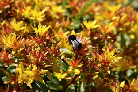 Fiery Flowers with Beeの写真素材