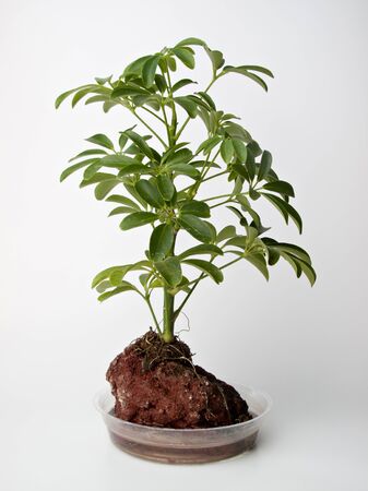 Potted Tree in Red Volcanic Rockの写真素材