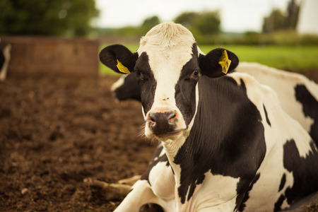 Holstein Cow on the Lawn of a Farm in Germanyの写真素材