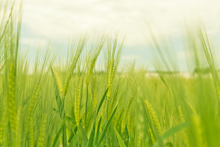 Rye Field in rural Germanyの写真素材