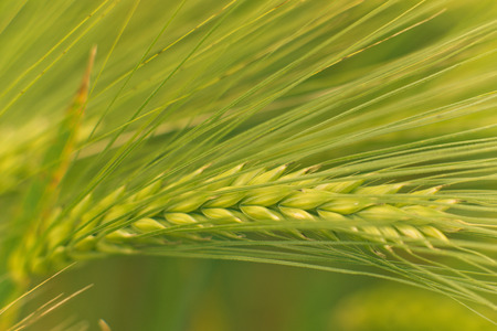 Rye Field in rural Germanyの写真素材