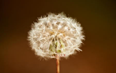 Macro Shot of a Dandelionの写真素材