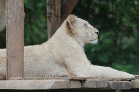 Tiger laying on wood in zoo d'amnevilleの写真素材