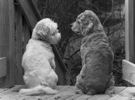 Two dogs enjoying each others companionshipの写真素材