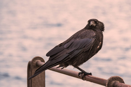 Raven in Sunsetの写真素材