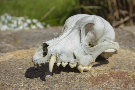 Old weathered white dog skull on stone floor, close up.の写真素材