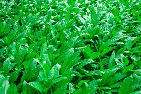 Wild garlic bear garlic park forest after rainの写真素材