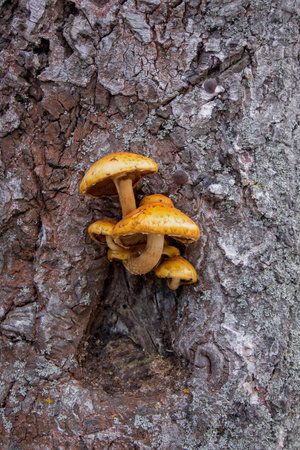 Bouquet of orange woody mushroomsの写真素材