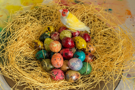 Theme Easter. Multicolored quail eggs on straw and a Guldian finch perched on them.