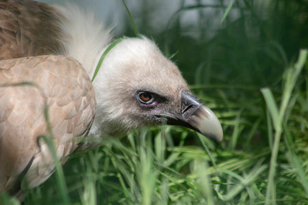 Portrait of Griffon Vulture (Gyps fulvus)