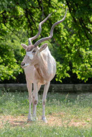 Portrait on antilopa Adax. (Addax nasomaculatus) is a type of horse antelope.の写真素材