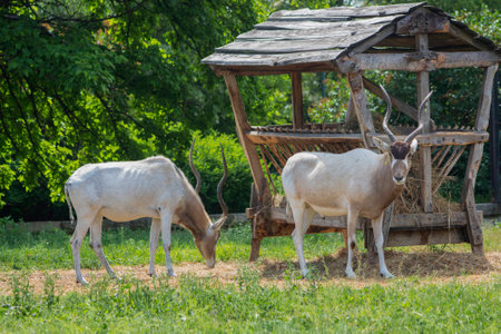 Male and female Antilopa Adax. (Addax nasomaculatus) is a type of horse antelope.の写真素材