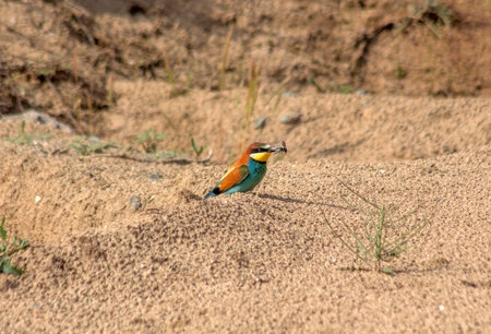 Bee-eater (Merops apiaster) with an insect in the beak of the dunes.