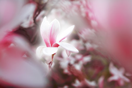 Magnolia Flower Blossom flowering in spring beautifulの写真素材