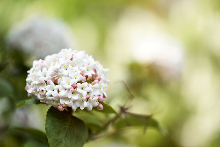 Close-up view of viburnum carlcephalum with blurred background of leaves. Close-up of white fragrant viburnum.の写真素材