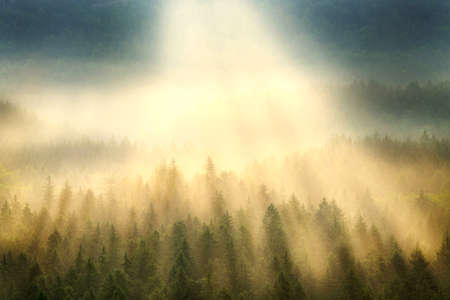 Sunlight breaking through mist fog at spruce forest wood in saxon switzerlandの写真素材
