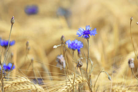 close up of blue Cornflowers on a field of common barley shallow depth of fieldの写真素材