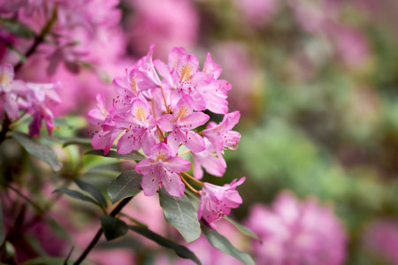 Pink rhododendron flower close up blooming springtime bush in city parkの写真素材