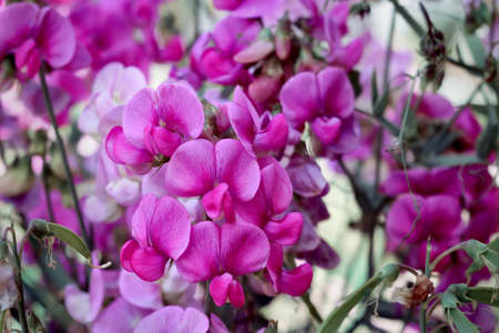 Sweet pea flowers Lathyrus odoratus pink white lila macroの写真素材