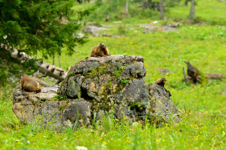 Marmot on a rock in the bavarian alps on meadow pastureの写真素材