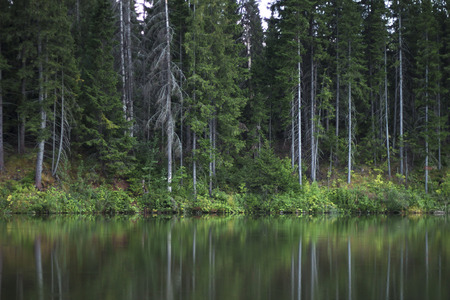 Forest reflection in pondの写真素材