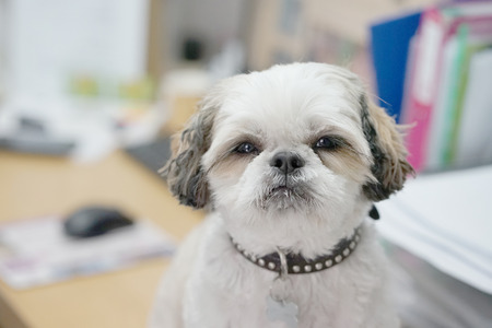 Cute small dog on backgroundの写真素材