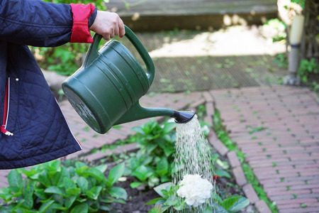 Hand of senior woman is watering flowers in her garden, gardening at home. Retired female cares of plants. Senior woman hands watering some flowers at her garden.の写真素材