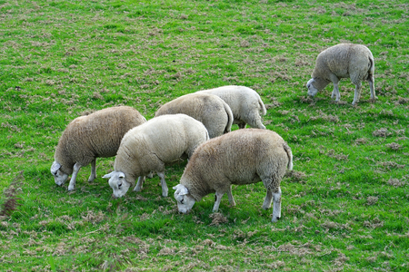 Sheeps in a meadow on green grass. A group of sheep grazing in a field.の写真素材