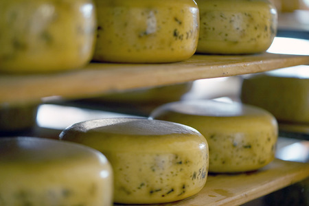Heads of cheese on wooden shelves in a private farm. A lot of yellow heads of cheese on shelves....
