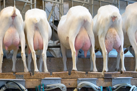 Rear view of white goats, in a mechanized milking parlor. A bone udder and hoofs were fired from the back. Goats are waiting for milking.の写真素材