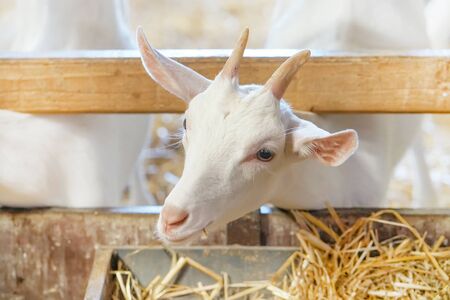Head of a little goat on a farm. Portrait of a young goat.の写真素材