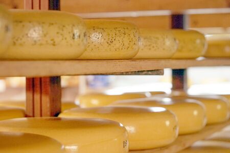 Heads of cheese on wooden shelves in a private farm. A lot of yellow heads of cheese on shelves. Close-up of yellow round cheeses on wooden shelves.の写真素材