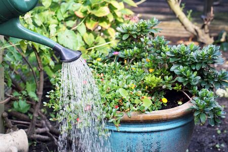 Watering flowers using a watering can in home garden. Flower careの写真素材