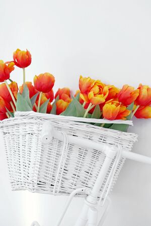 White bicycle with red tulips floral basket isolated on white background. Retro old-fashioned style.の写真素材