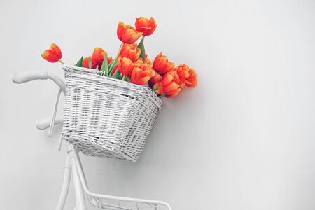 White bicycle with red tulips floral basket isolated on white background. Retro old-fashioned style.                               の写真素材