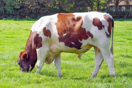 Brown bull on green meadow grass landscapes. Herd of bull on the farm grazing on green grass meadow, view. Netherlands.                              の写真素材
