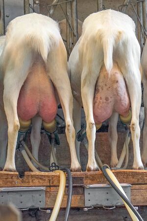 Goats are reached by an automatic machine. Rear view of white goats, in a mechanized milking parlor....