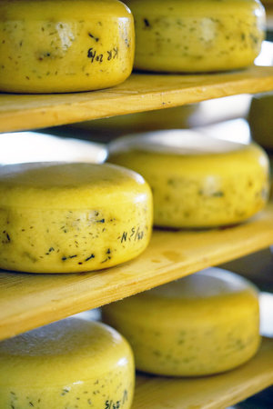 yellow cheese heads. Whole wheel cheese on shelfs from the Netherlands. Heads of cheese on wooden shelves in a private farmの写真素材