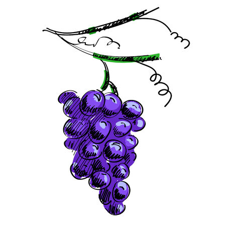 illustration of a branch of grapes isolatedのイラスト素材