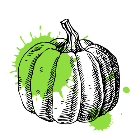 Hand drawn pumpkin which can be used for vegan products, brochures, banner, restaurant menu, farmers market and organic food store.のイラスト素材
