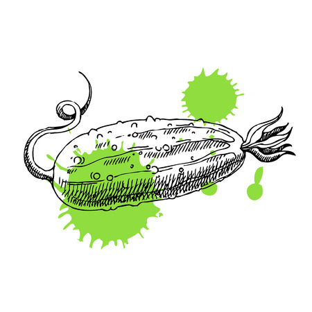 Hand drawn cucumber. Can be used for vegan products, brochures, banner, restaurant menu, farmers market and organic food storeのイラスト素材