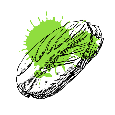Hand drawn cabbage. Can be used for vegan products, brochures, banner, restaurant menu, farmers market and organic food storeのイラスト素材