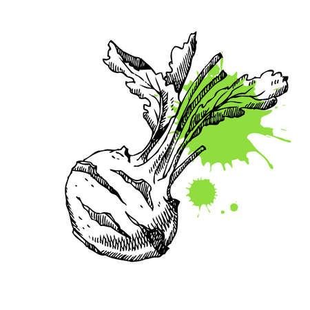 Hand drawn cabbage. Can be used for vegan products, brochures, banner, restaurant menu, farmers market and organic food storeのイラスト素材