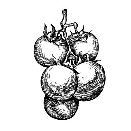 Hand drawn tomato. Vector illustration for restaurant menu design, farmers market and organic food storeのイラスト素材