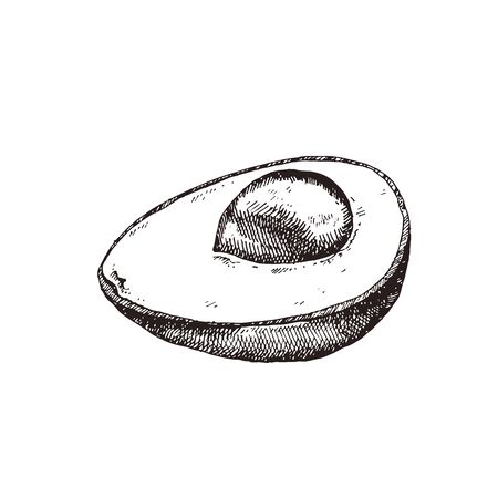 Avocado hand drawn vector illustration isolated on whiteのイラスト素材